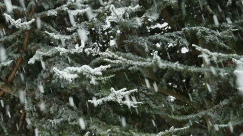 Falling Snow In Winter With Snow Covered Trees Close Up 库存影片 147413225