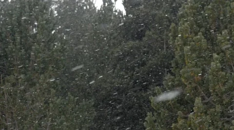 Falling snow winter trees white mountain wild 4k snowfall christmas misty storm Video stock 63797174