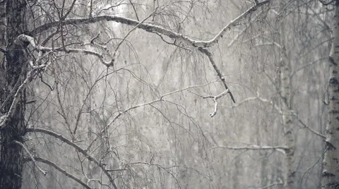 Falling snow in the woods Stock Footage 58019390