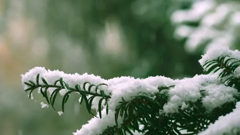 Falling snowflakes on a blurred background during a snowfall snow Stock Footage 224322705
