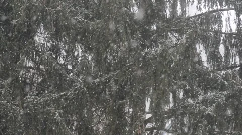 Falling snowflakes Stock Footage 46220484