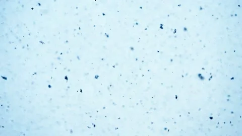 Falling snowflakes Stock Footage