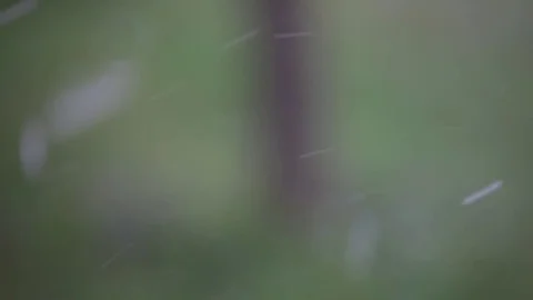 Falling snowflakes in green forest Stock Footage 74661336