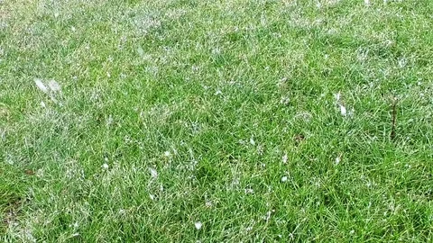 Falling snowflakes on green grass Stock Footage 72332169