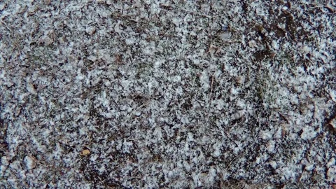 Falling snowflakes on green grass Stock Footage