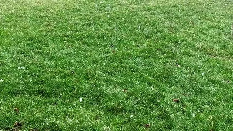Falling Snowflakes On Green Grass Slow Motion Stock Footage 71824677