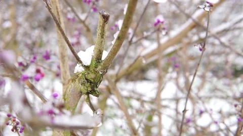 Falling snowflakes on trees in winter. snowfall on tree with purple flowers. Stock Footage 147558628