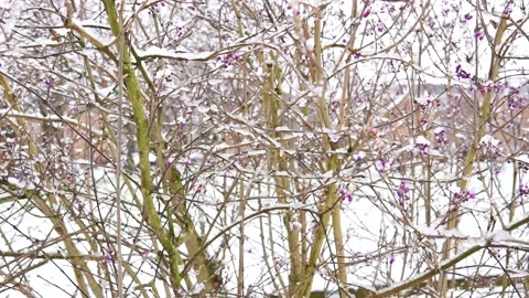 Falling snowflakes on trees in winter. snowfall on tree with purple flowers. Stock Footage 147558643