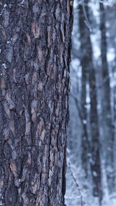 Falling snowflakes in the winter in the forest Stock Footage 326171762