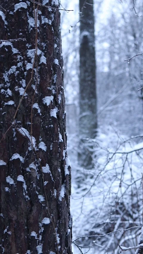 Falling snowflakes in the winter in the forest Stock Footage 326171764