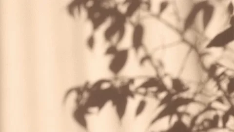 Falling soft shadow from the leaves of deciduous plants Stock Footage 197028362