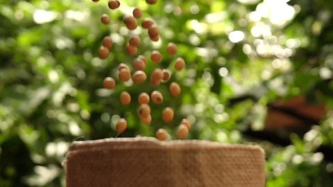 Falling soy beans into sack, slow motion shot Stock Footage 116669097