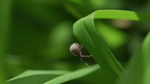 A Falling Spider in the grass Stock Footage 240803320