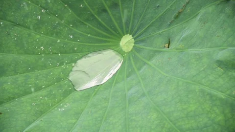 Falling, splashing raindrops on lotus leaf in super slow motion Stock Footage 77152270