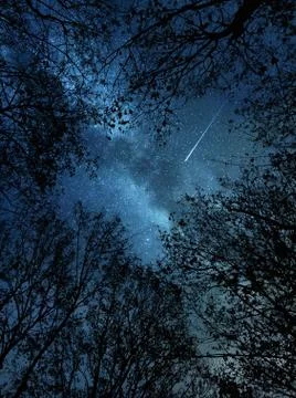 Falling star above the trees Foto stock