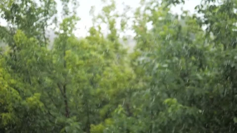 Falling summer raindrops against a blurred background of green foliage Stock Footage 340099426