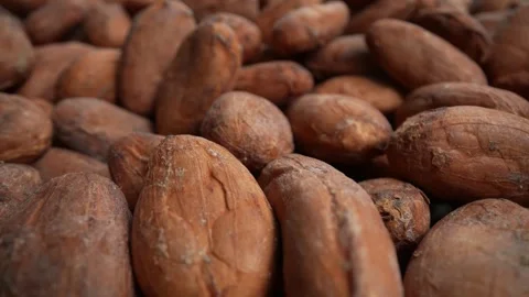 Falling sun dried Cocoa Beans in slow motion Stock Footage 250016858
