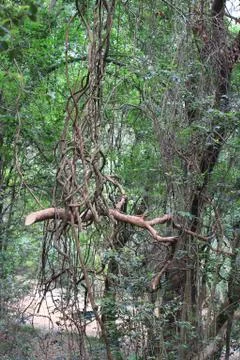 Falling Tangled Branch Stock Photos