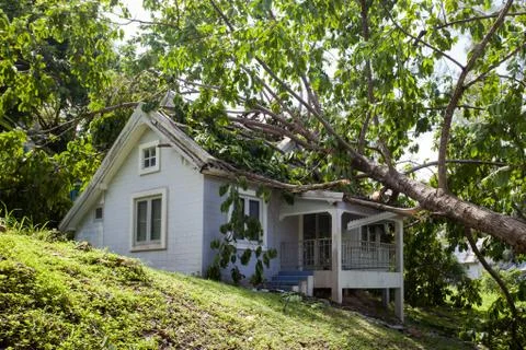 Falling tree after hard storm on damage house 写真素材