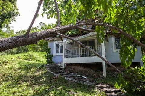 Falling tree after hard storm on damage house Stock-Fotos