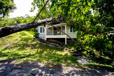 Falling tree after hard storm on damage house 写真素材