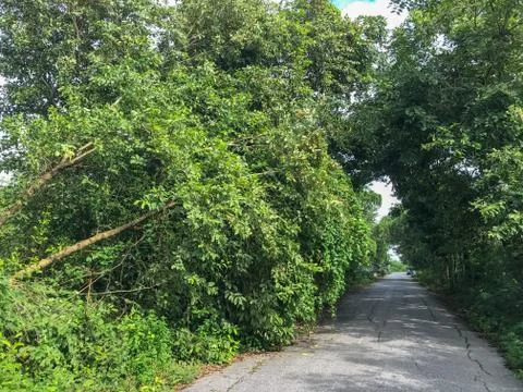 Falling tree after storm disaster near the road Stock Photos
