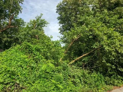 Falling tree after storm disaster near the road Stock Photos