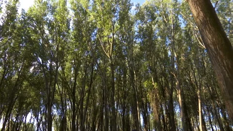 Falling Tree - Cutting Forests Video Clip Stock-Footage 213494011