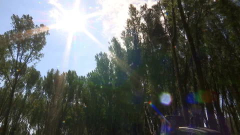 Falling Tree - Cutting Forests Video Clip Stock Footage 234176430