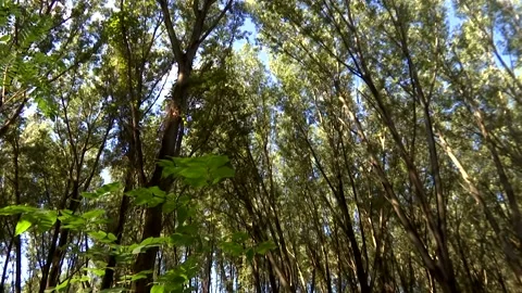 Falling Tree - Cutting Forests Video Clip Stock-Footage 234176644
