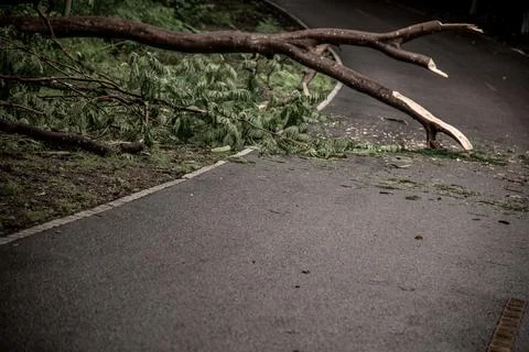 Falling tree debris block road in forest after rain storm. Stock Photos