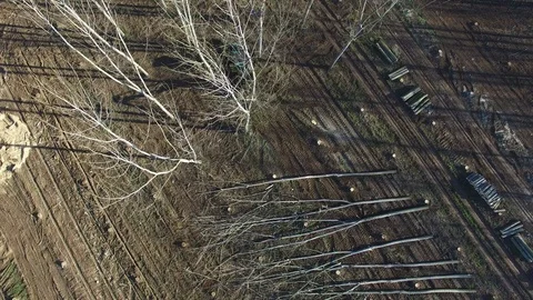 Falling tree drone footage Stock-Footage 126011143