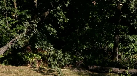Falling tree Stock Footage 11292125