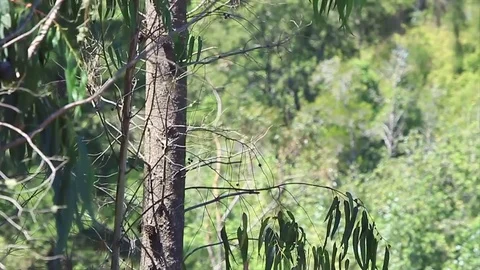 Falling tree Видео 77099973