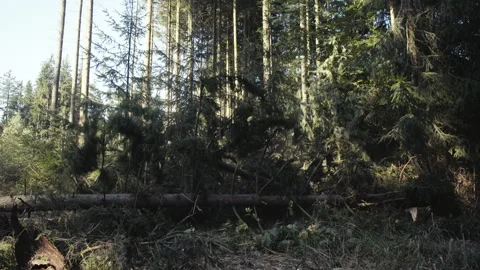 Falling tree hitting Lumberjack (dummy) Stock Footage