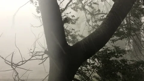 Falling Tree in Hurricane Tornado Storm Rain Shower Extreme Weather Stock Footage