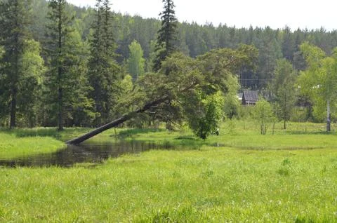 A falling tree Stock Photos