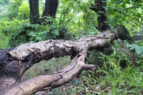 The Falling tree Stock Photos