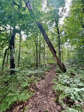 Falling Tree Stock Photos