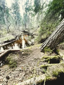 Falling tree Foto stock