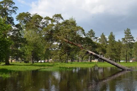 A falling tree reflecting in the water Stock Photos