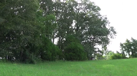 Falling Tree Shatters into A Hundred Pieces Vídeos de archivo 41134525