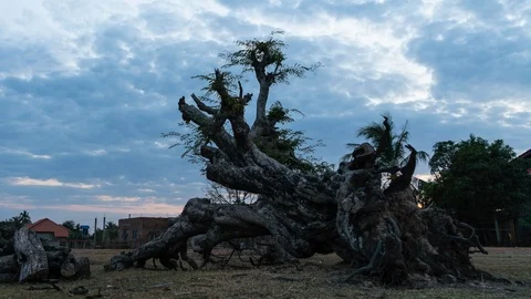 Falling tree at sunset. Stock Footage 102243082