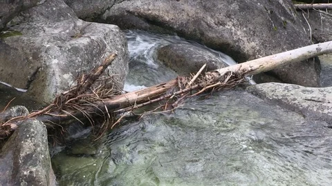 A Falling Tree in the Waterfall Stock Footage 104011697