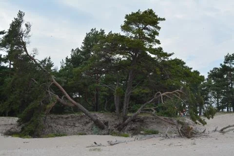 Falling trees after a storm 스톡 사진