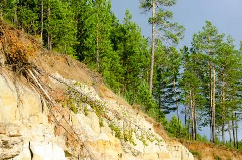 Falling trees on a cliff of clay rock in the Northern spruce taiga of Yakutia Stock-Fotos