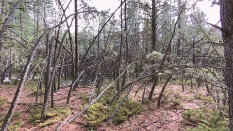 Falling Trees Video stock 276850861