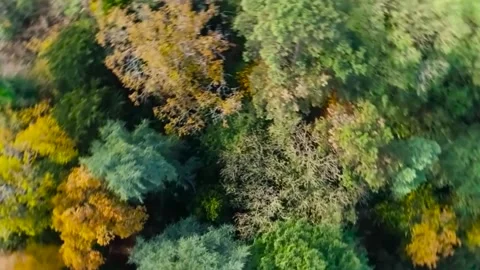 Falling into Trees Stock Footage 318545830