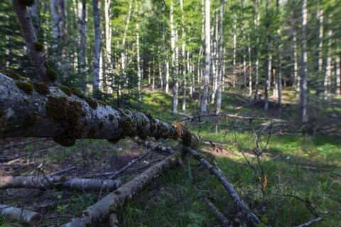 Falling trees in late summer forest 写真素材