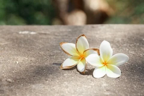 Falling two white flower on the ground Stock Photos
